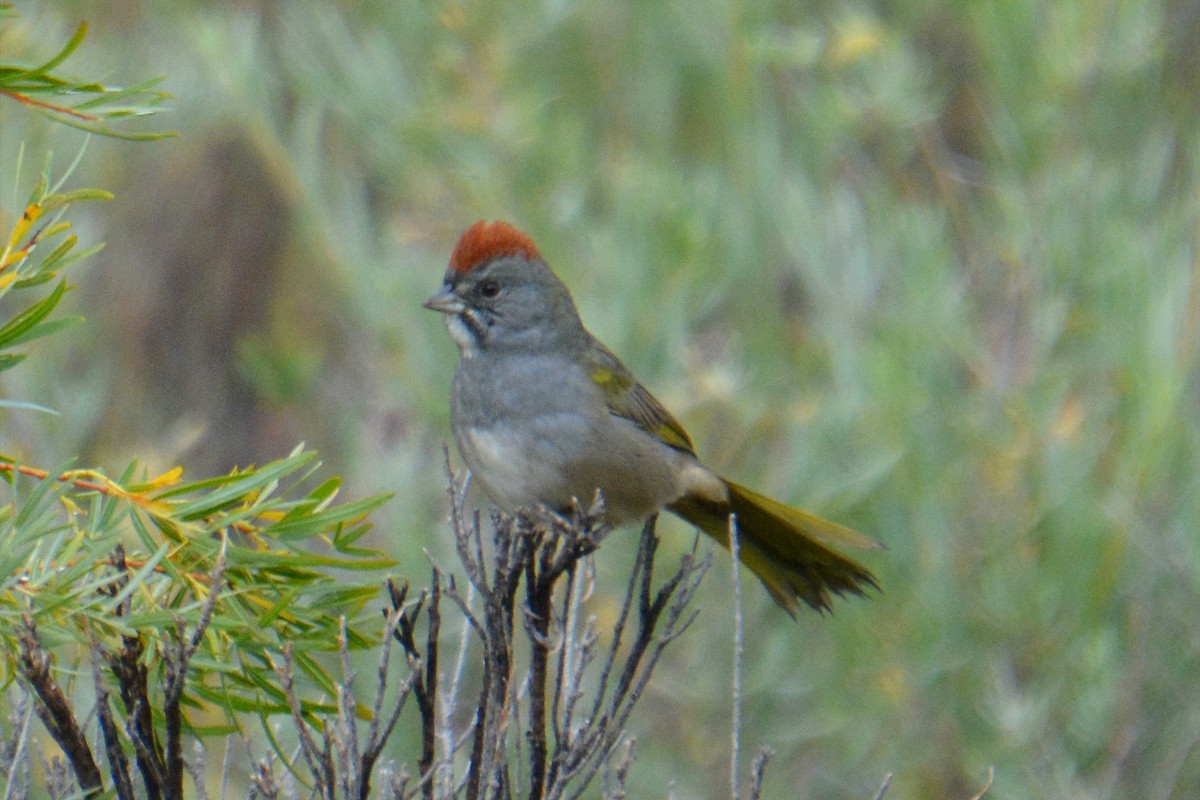 Green-tailed Towhee - ML608895029