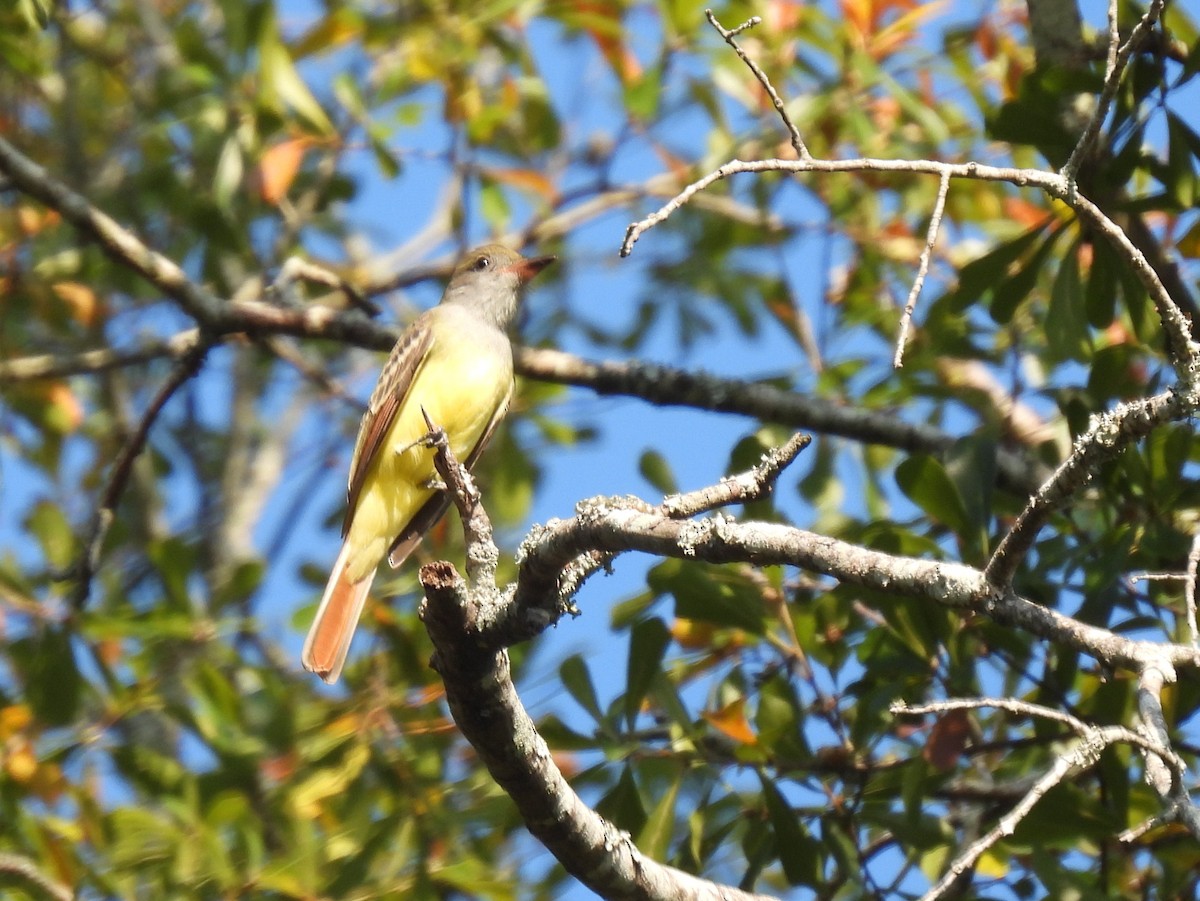 Great Crested Flycatcher - ML608895049