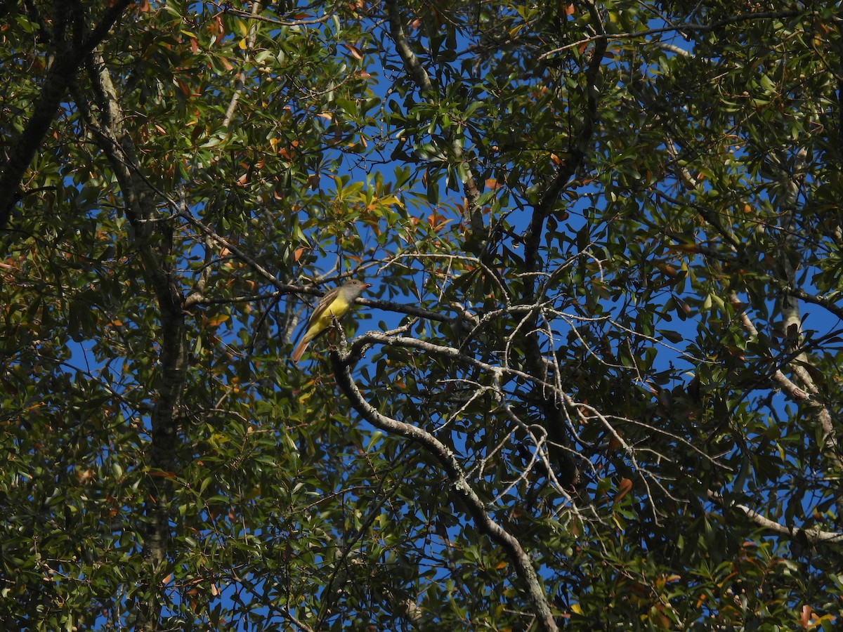 Great Crested Flycatcher - ML608895053