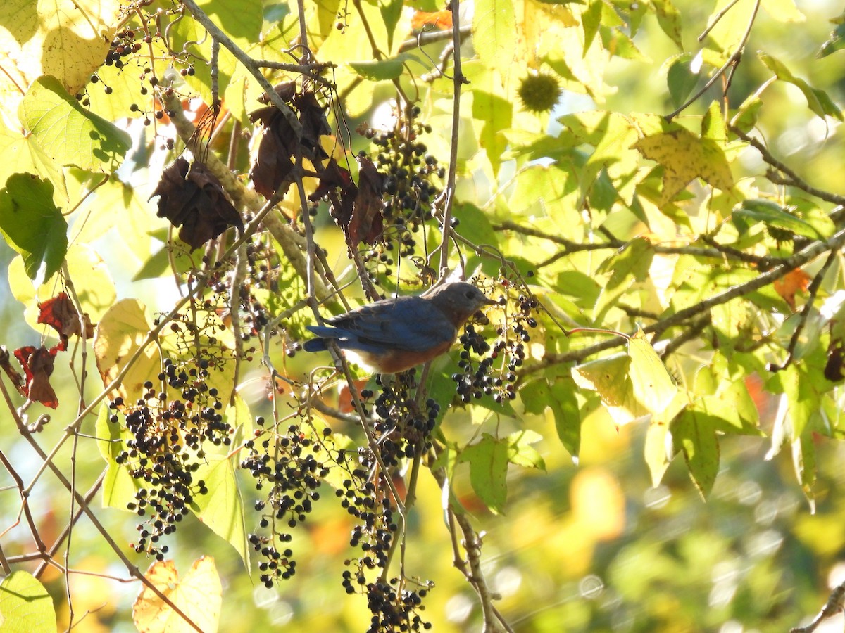 Eastern Bluebird - ML608895068