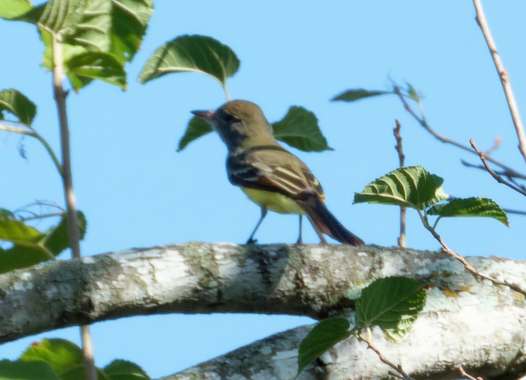 Great Crested Flycatcher - Antonio Aguilar