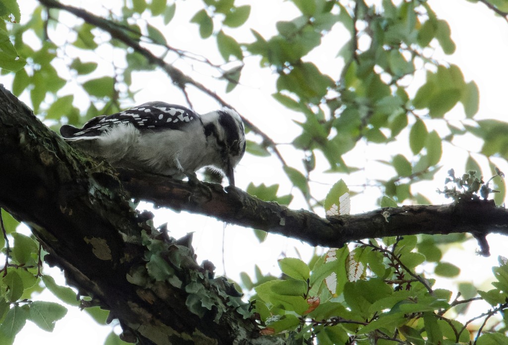 Downy Woodpecker - ML608895108