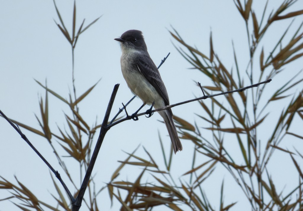 Eastern Phoebe - ML608895110