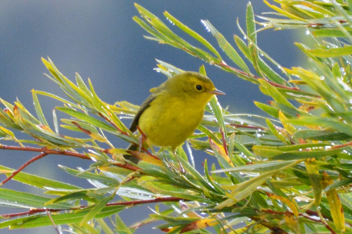 Wilson's Warbler - ML608895190