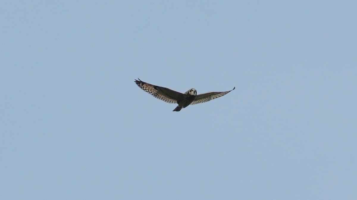 Short-eared Owl - ML608895262