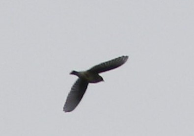 ub. spurvefugl (Passeriformes sp.) - ML608895276