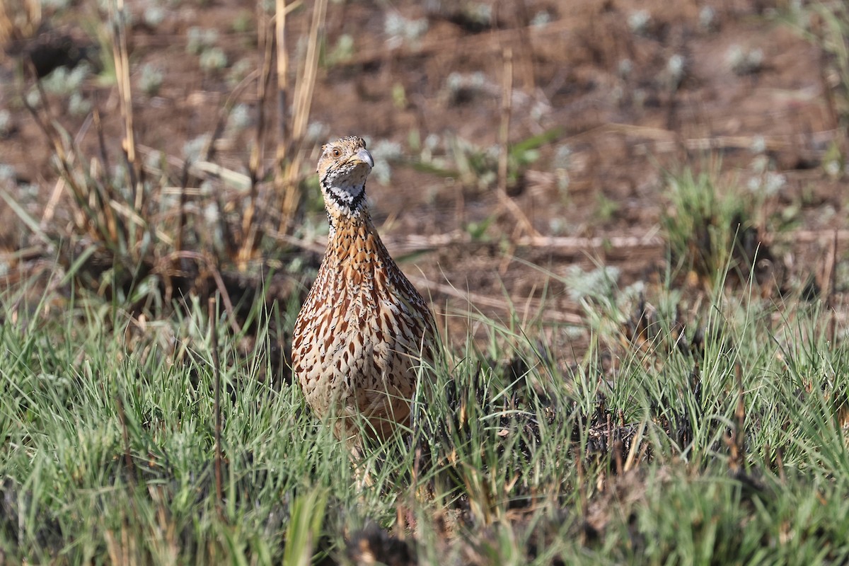 gressfrankolin (levalliantoides) - ML608895381