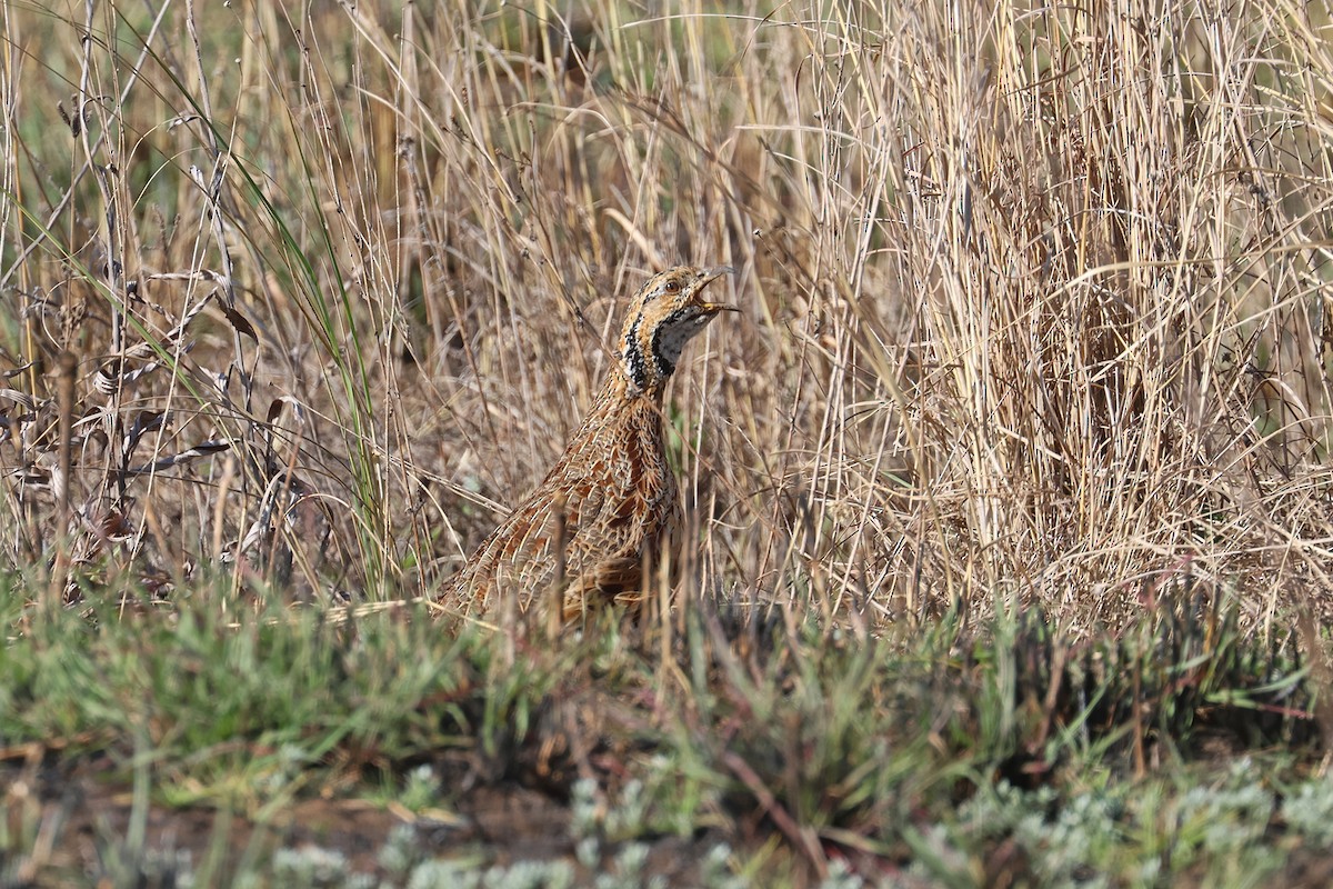 ニセアカハネシャコ（levalliantoides） - ML608895382