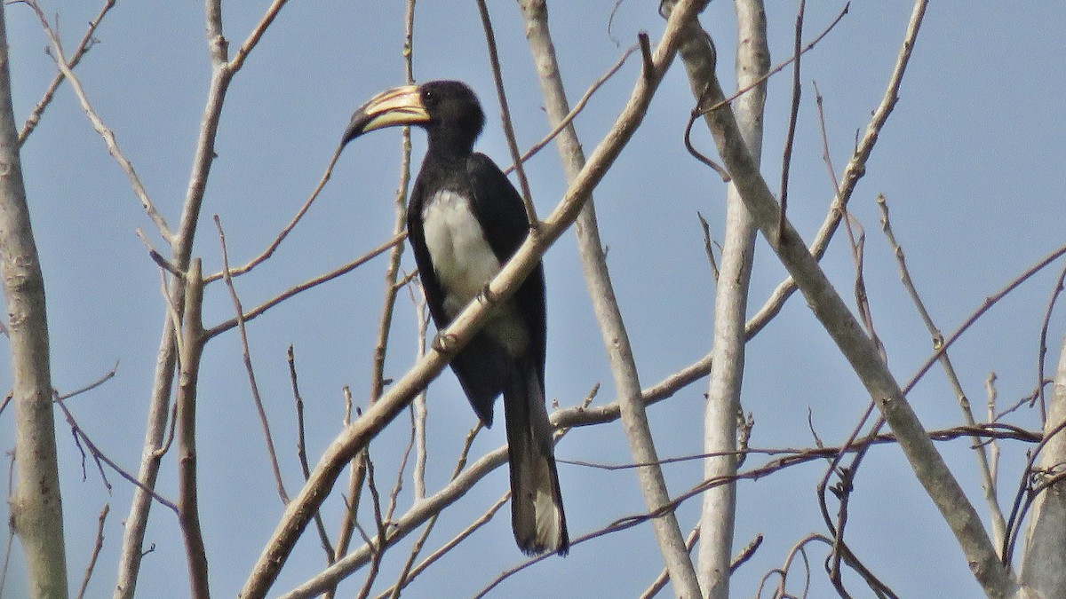 West African Pied Hornbill - ML608895445