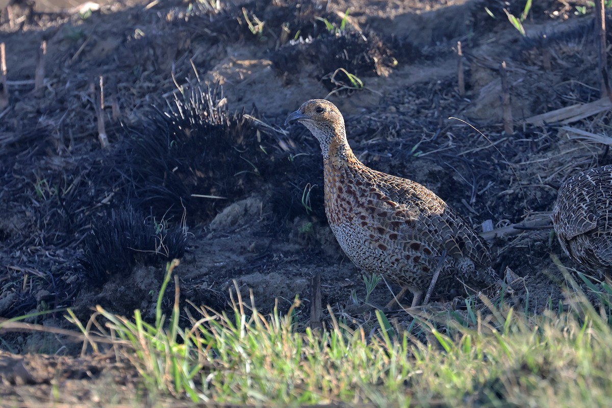 Red-winged Francolin - ML608895496
