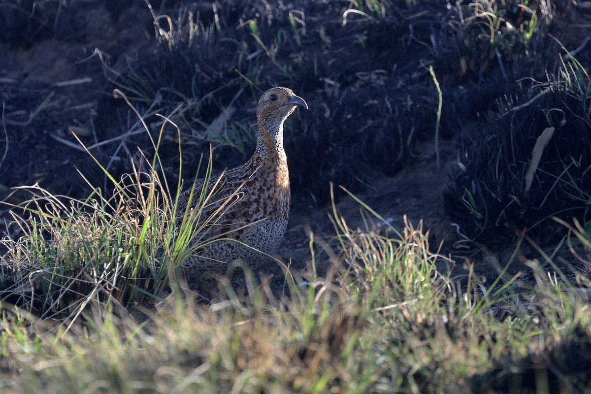 Red-winged Francolin - ML608895498