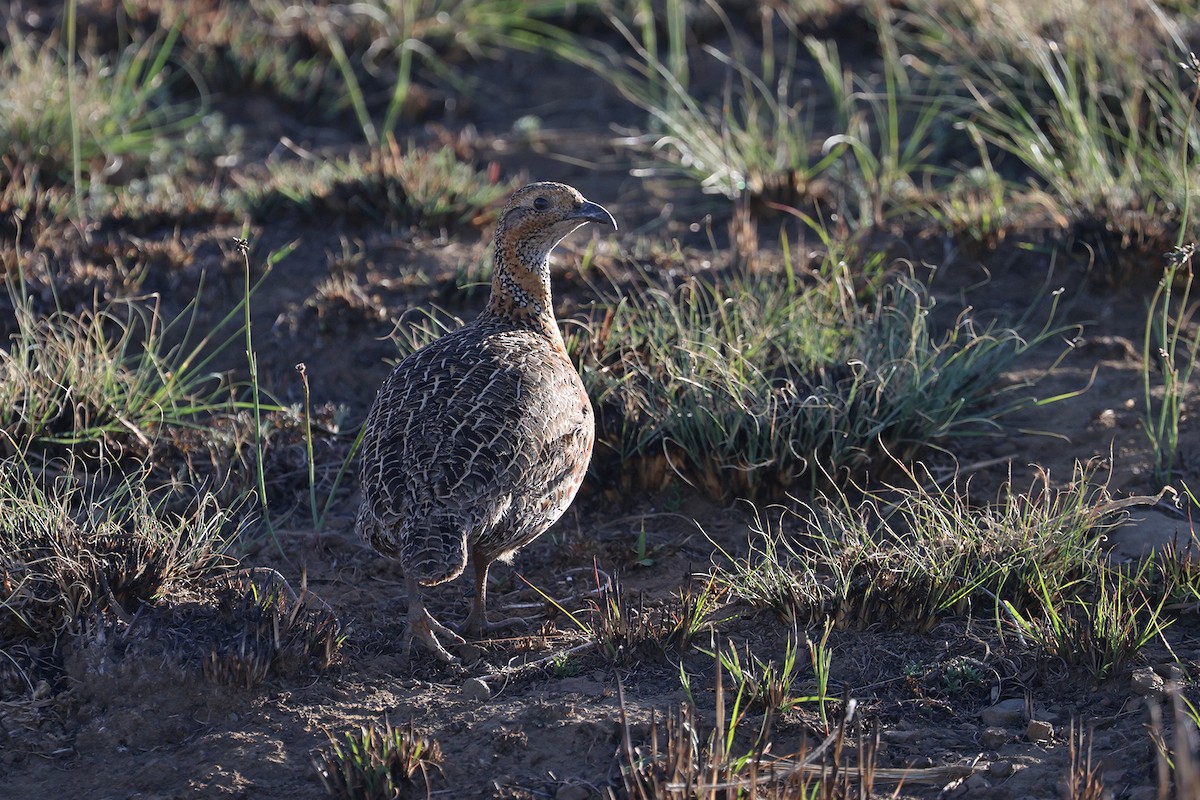 Red-winged Francolin - ML608895501