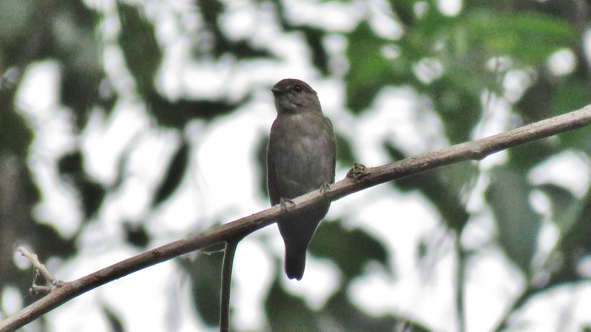 Ussher's Flycatcher - ML608895543