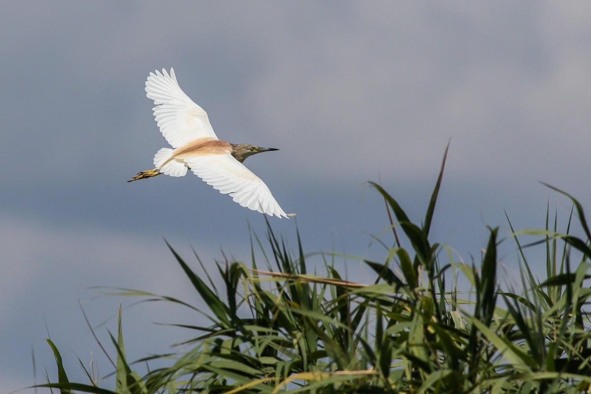 Squacco Heron - ML608895600