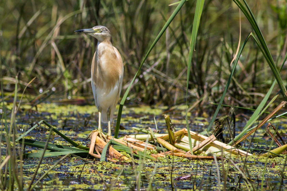 Squacco Heron - ML608895601