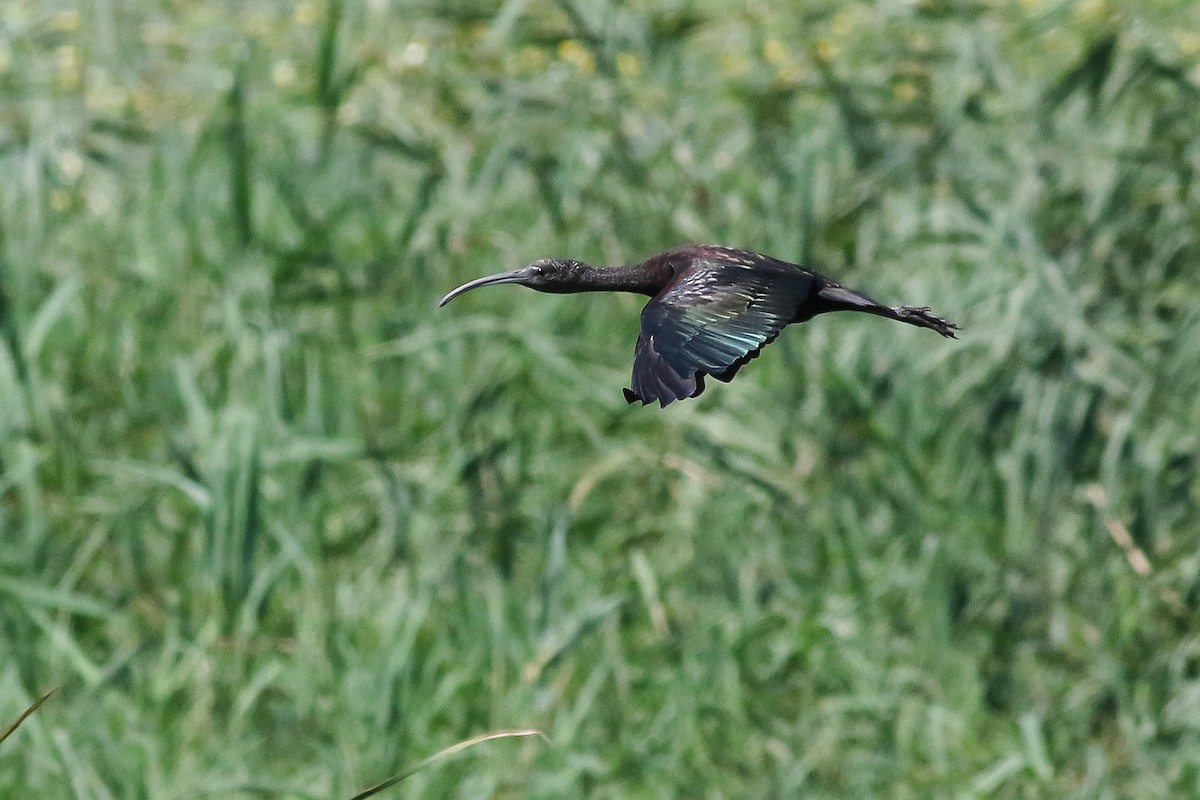 Glossy Ibis - ML608895611