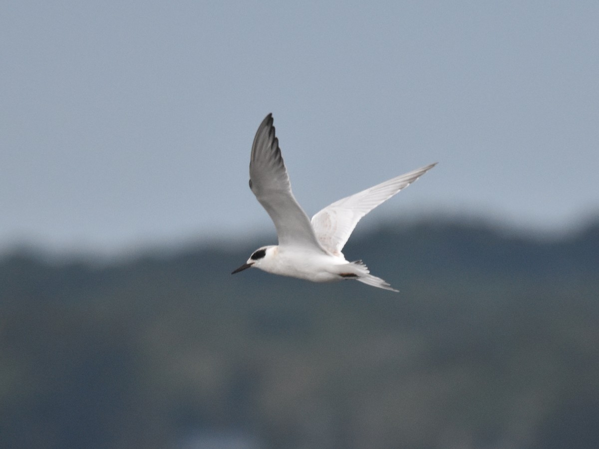 Forster's Tern - ML608895626