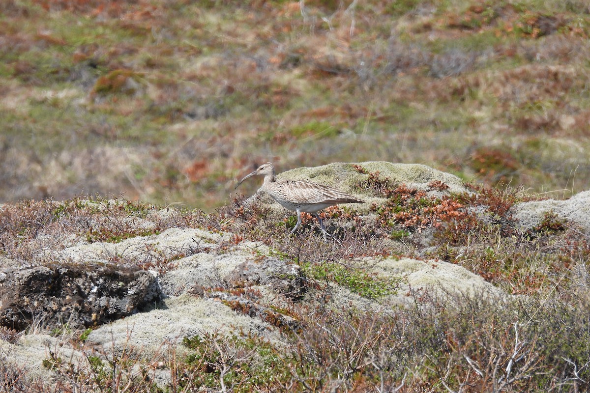 Whimbrel (European) - Lillian G