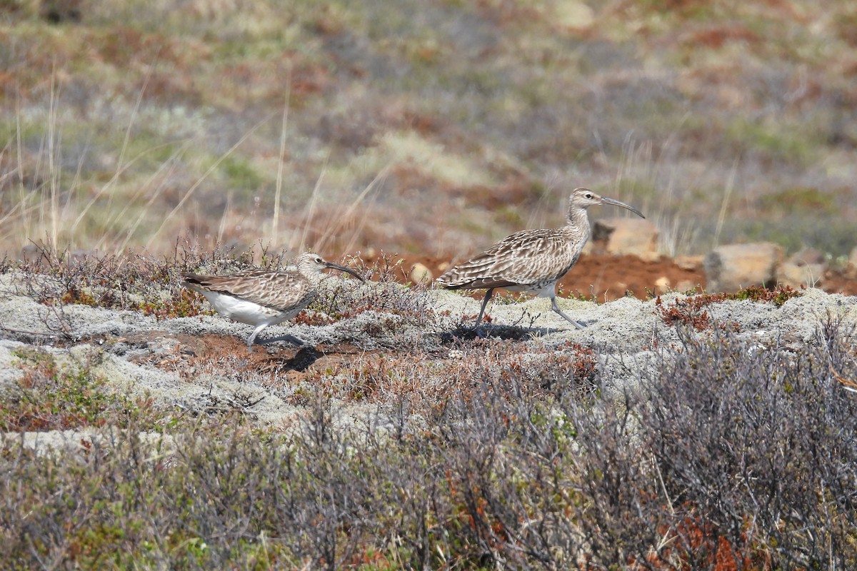 Whimbrel (European) - Lillian G