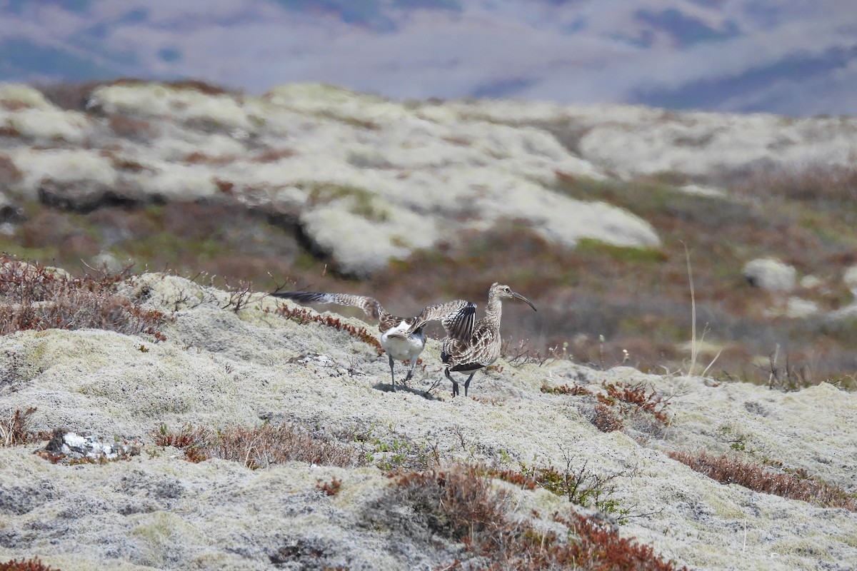 Whimbrel (European) - Lillian G