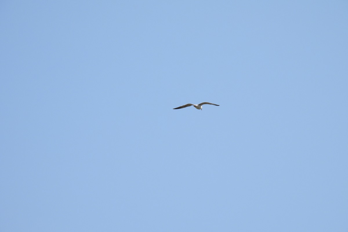 Great Black-backed Gull - Lillian G