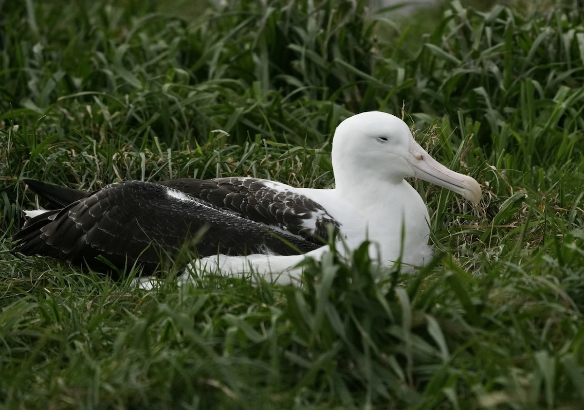 Northern/Southern Royal Albatross - Anthony Schlencker