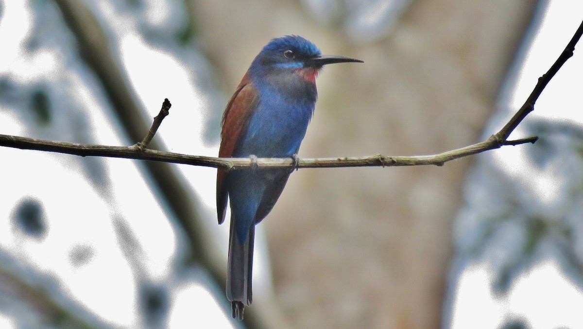 Blue-moustached Bee-eater - ML608895713