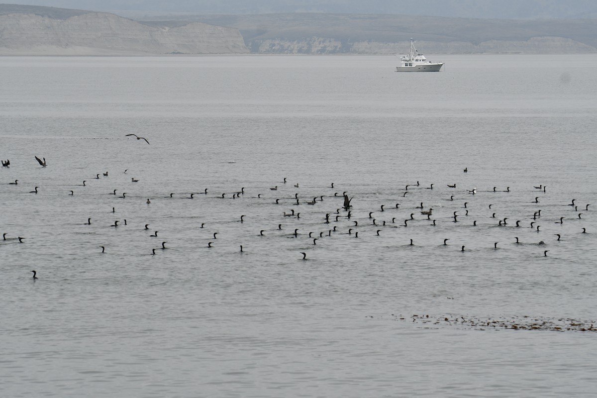 Brandt's Cormorant - ML608895715