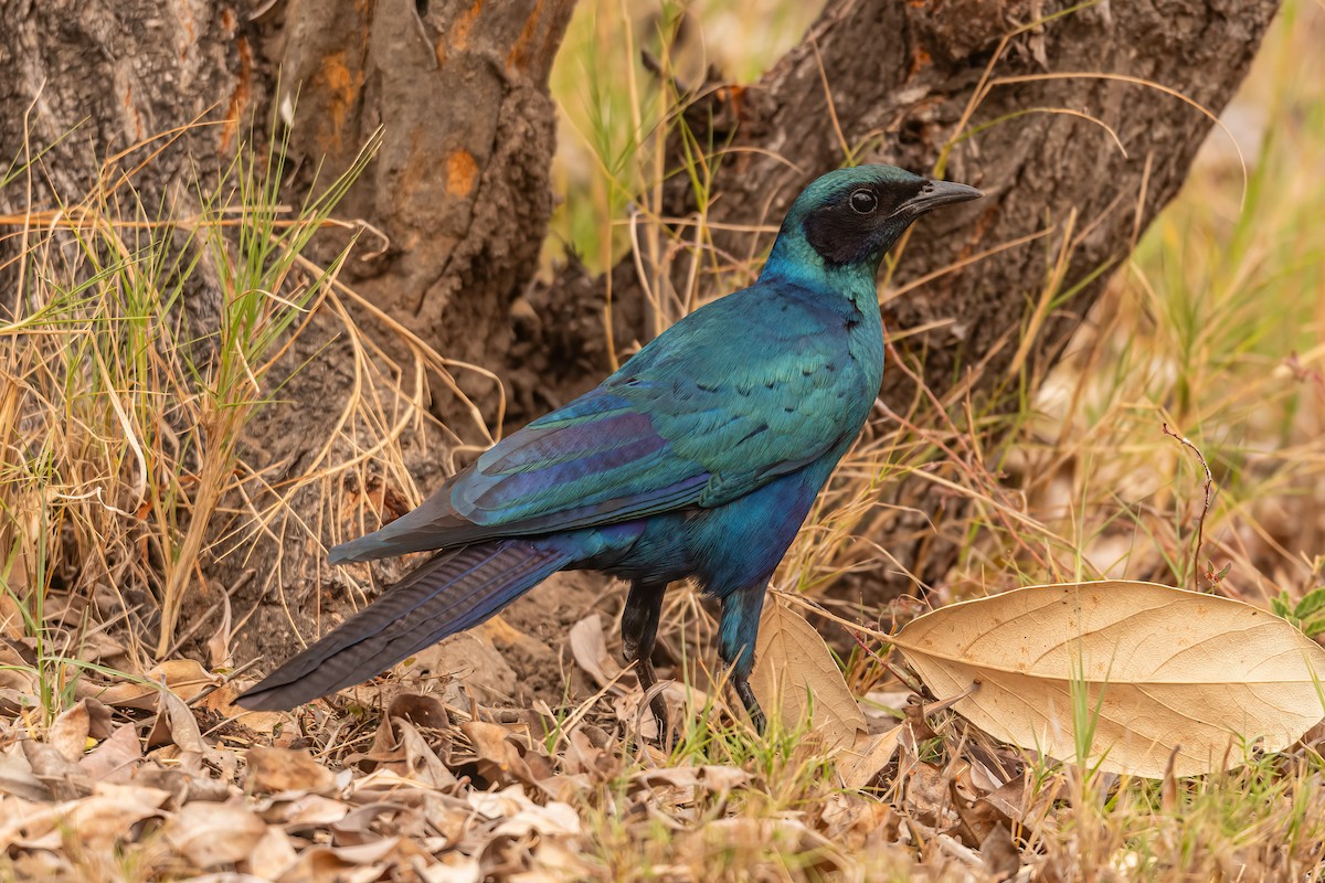 Burchell's Starling - ML608895762