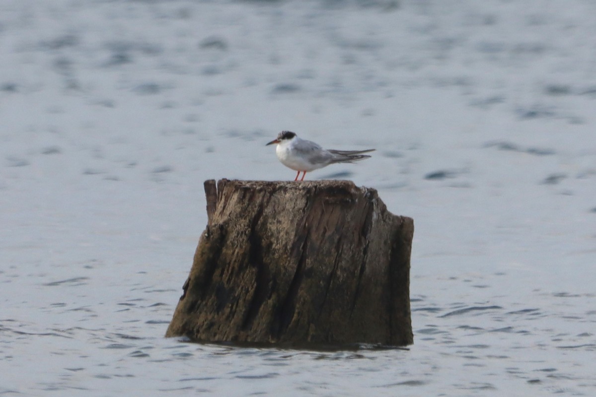 Forster's Tern - ML608895773