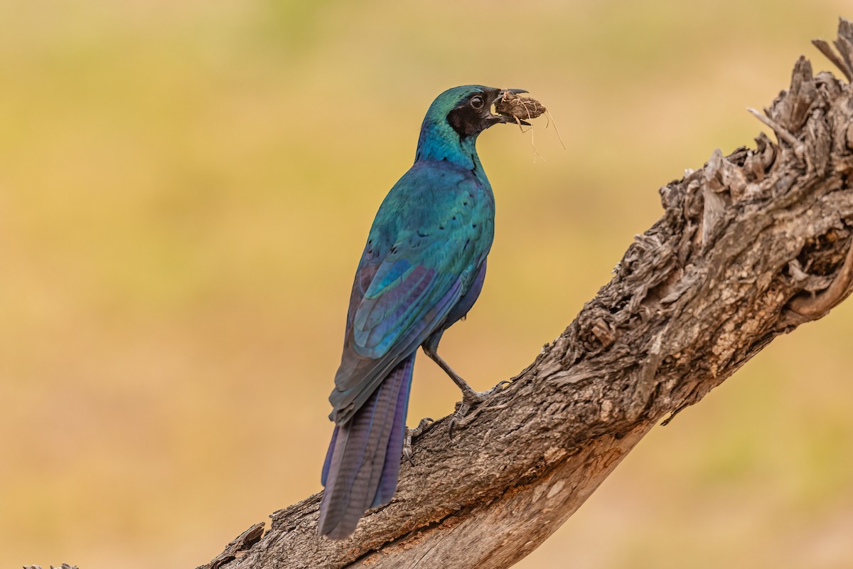 Burchell's Starling - ML608895865