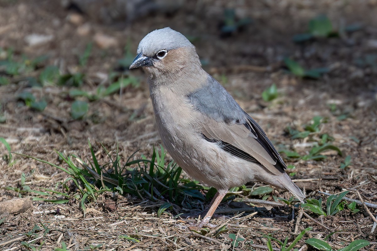 Gray-headed Social-Weaver - ML608895875