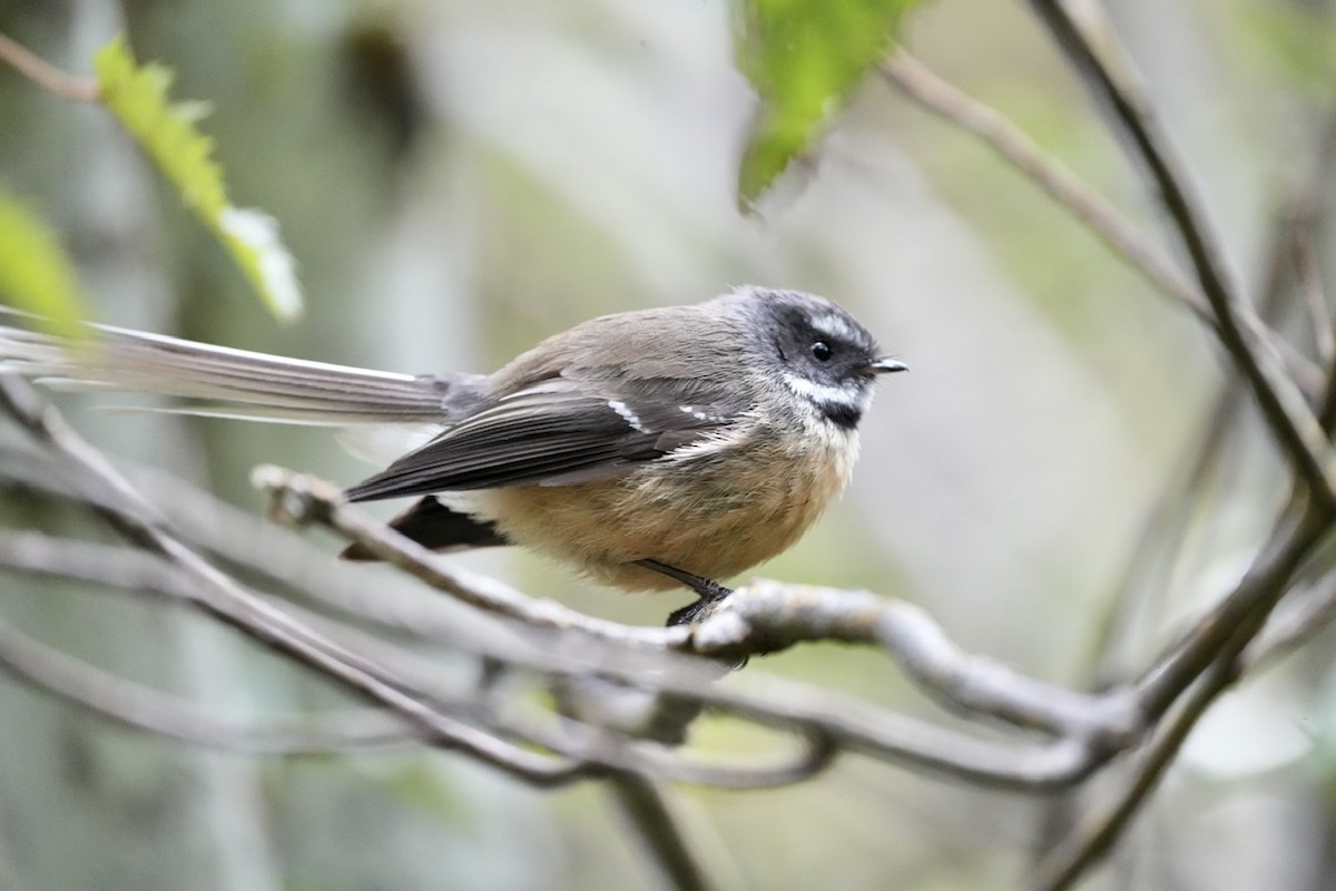 New Zealand Fantail - ML608895993