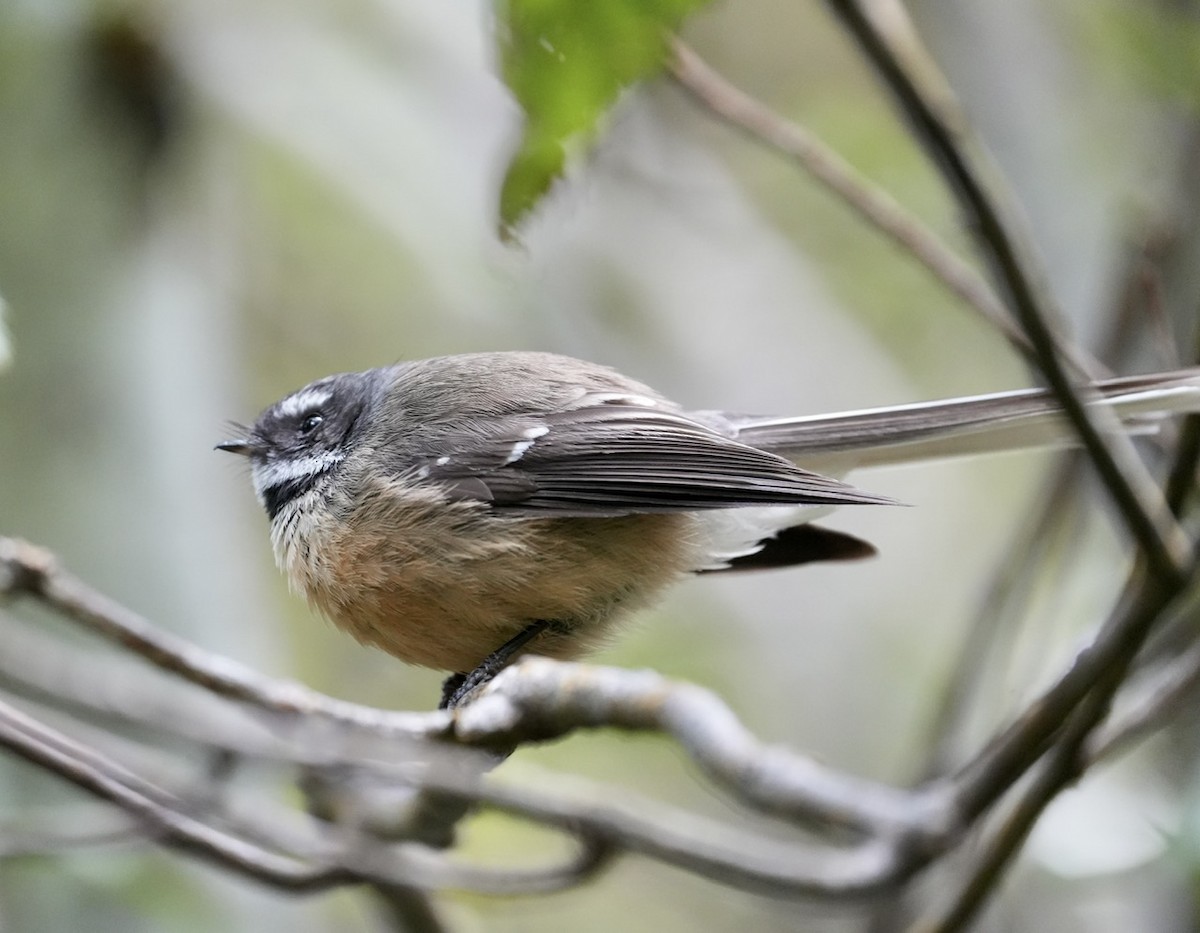 New Zealand Fantail - ML608895995