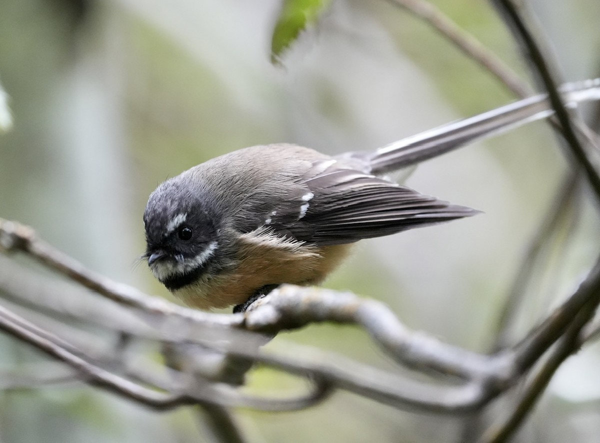 New Zealand Fantail - ML608895996