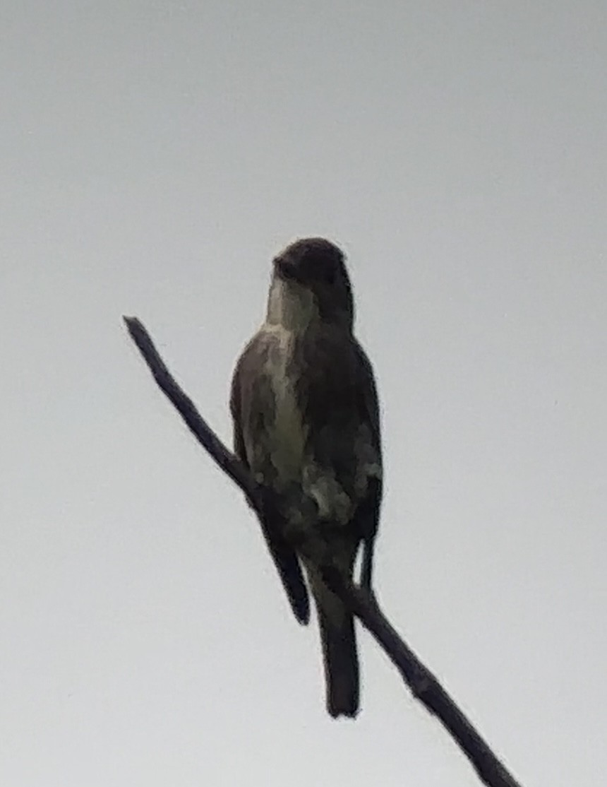 Olive-sided Flycatcher - ML608896015