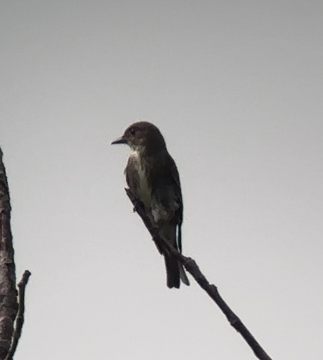 Olive-sided Flycatcher - ML608896017