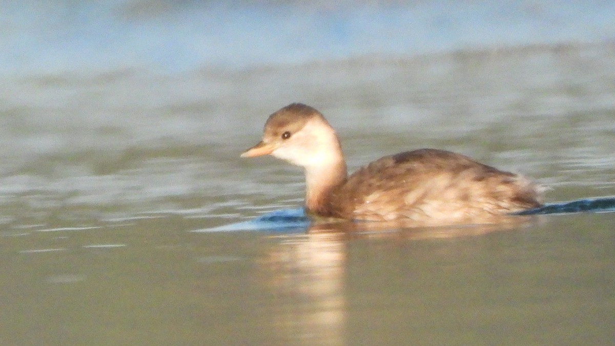 Little Grebe - Reyhan Hamdi