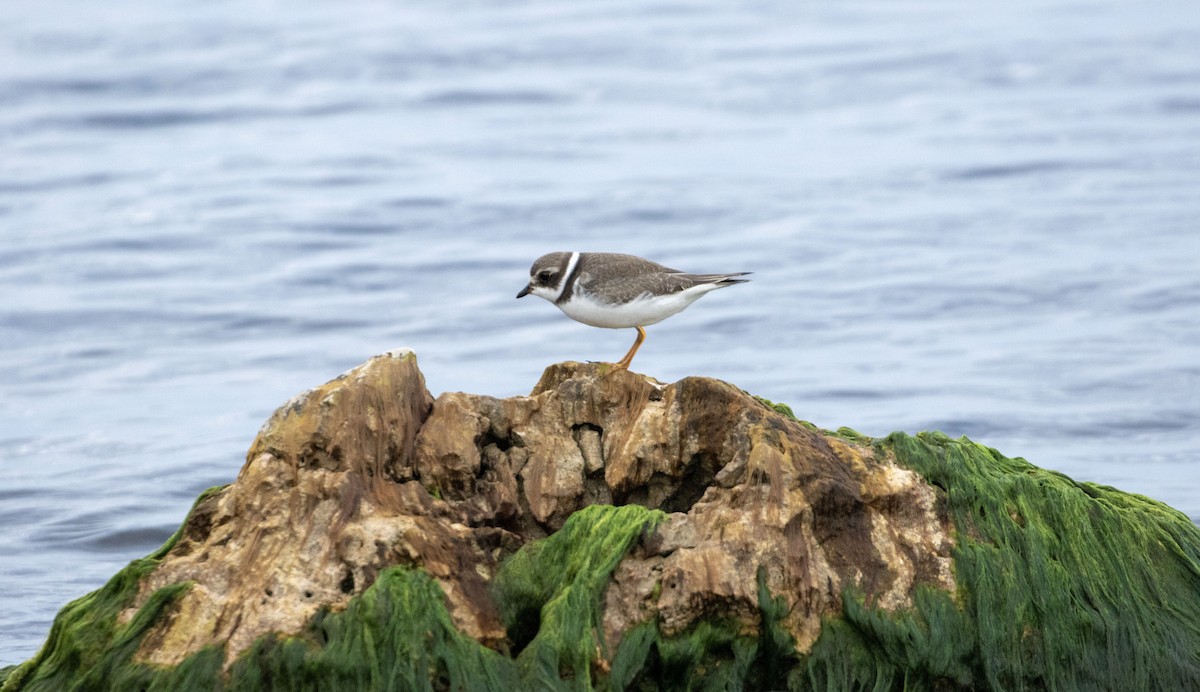 Semipalmated Plover - ML608896093