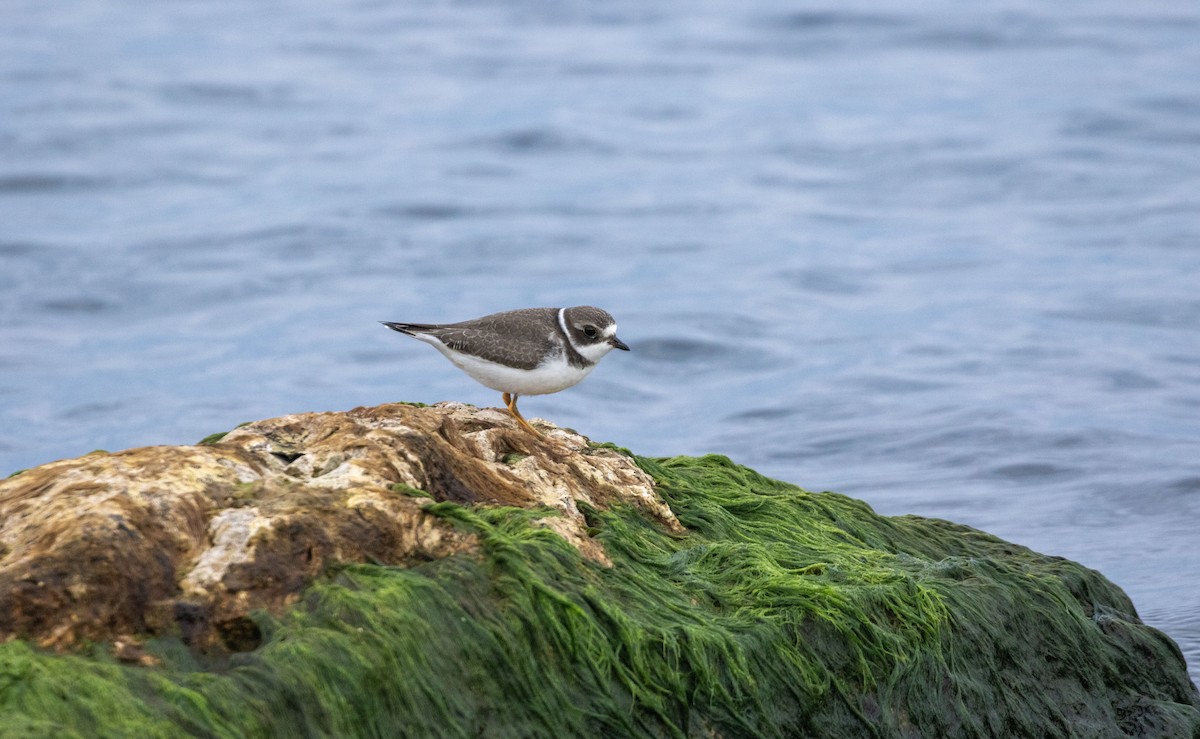 Semipalmated Plover - ML608896094