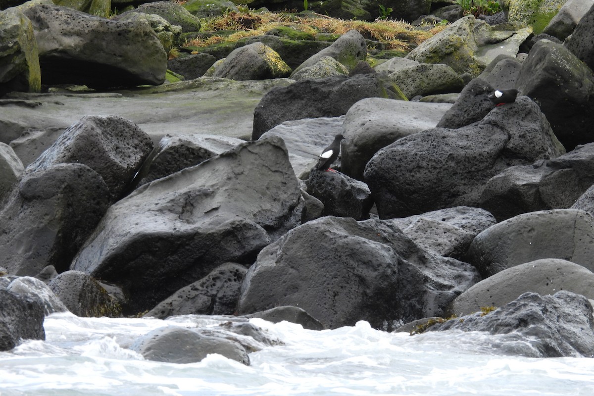 Black Guillemot - ML608896116