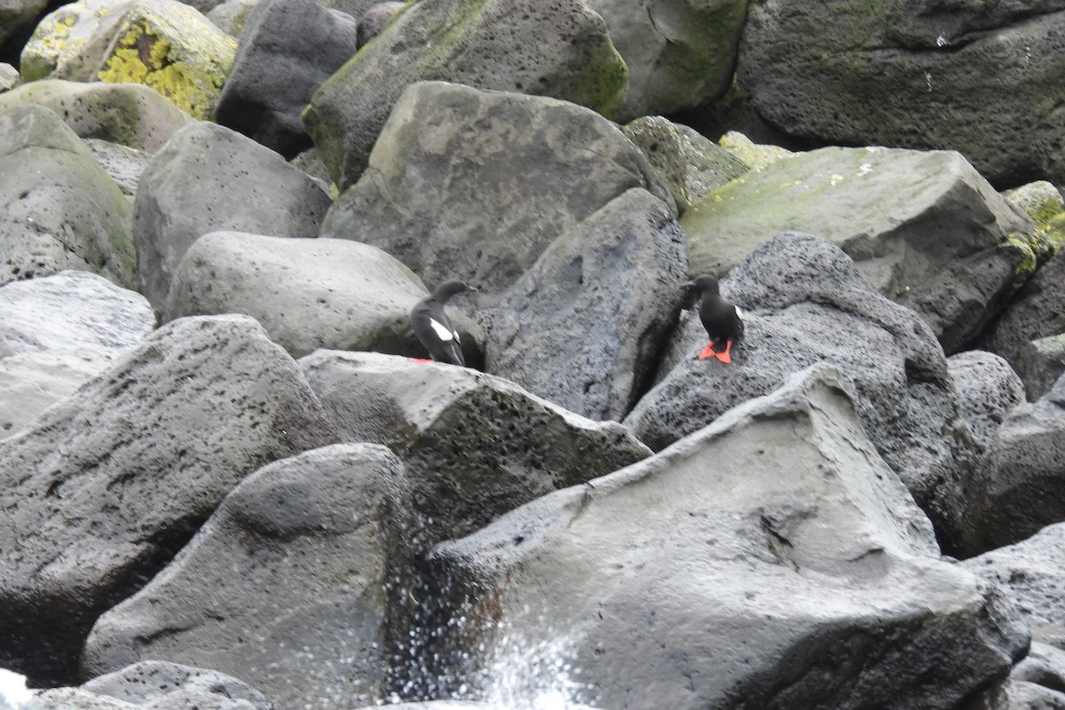 Black Guillemot - ML608896117