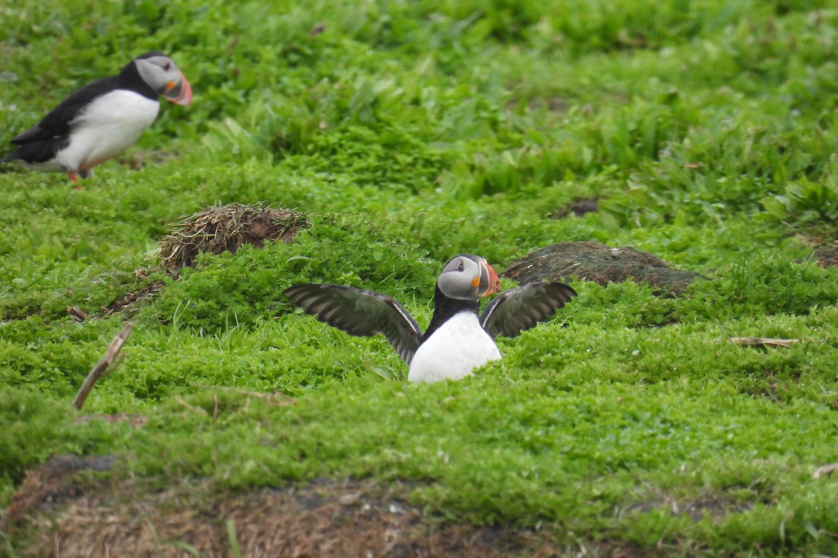 Atlantic Puffin - ML608896155