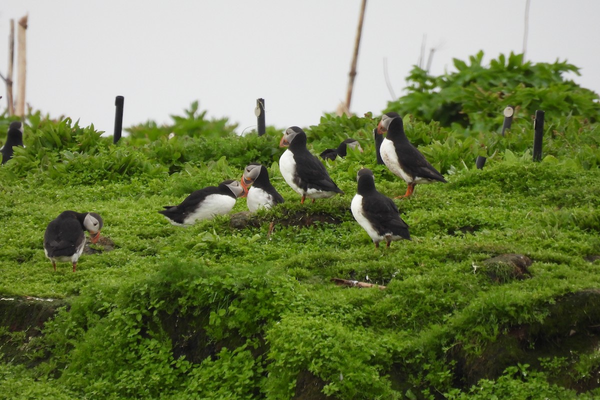 Atlantic Puffin - ML608896159