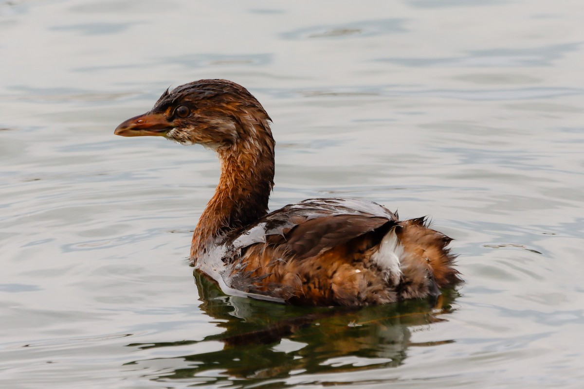 Pied-billed Grebe - Lisa Bacon