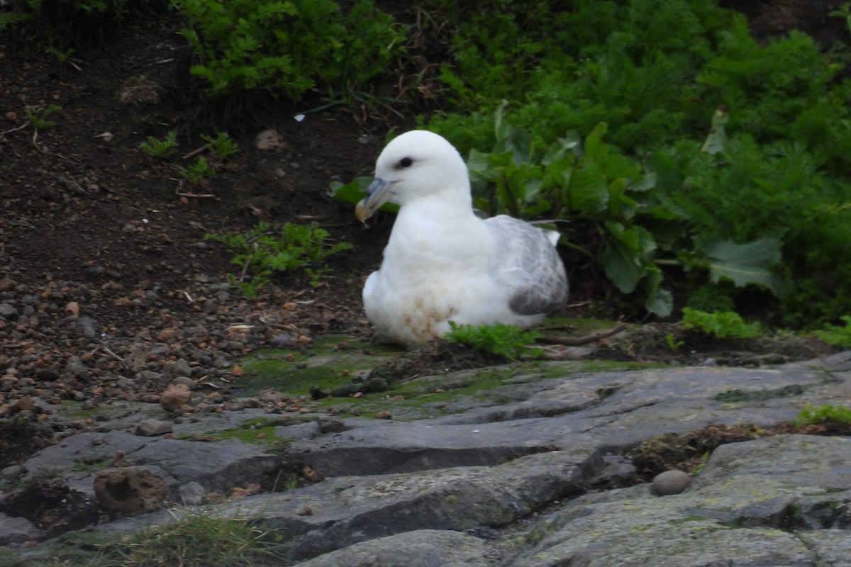 Northern Fulmar - ML608896204