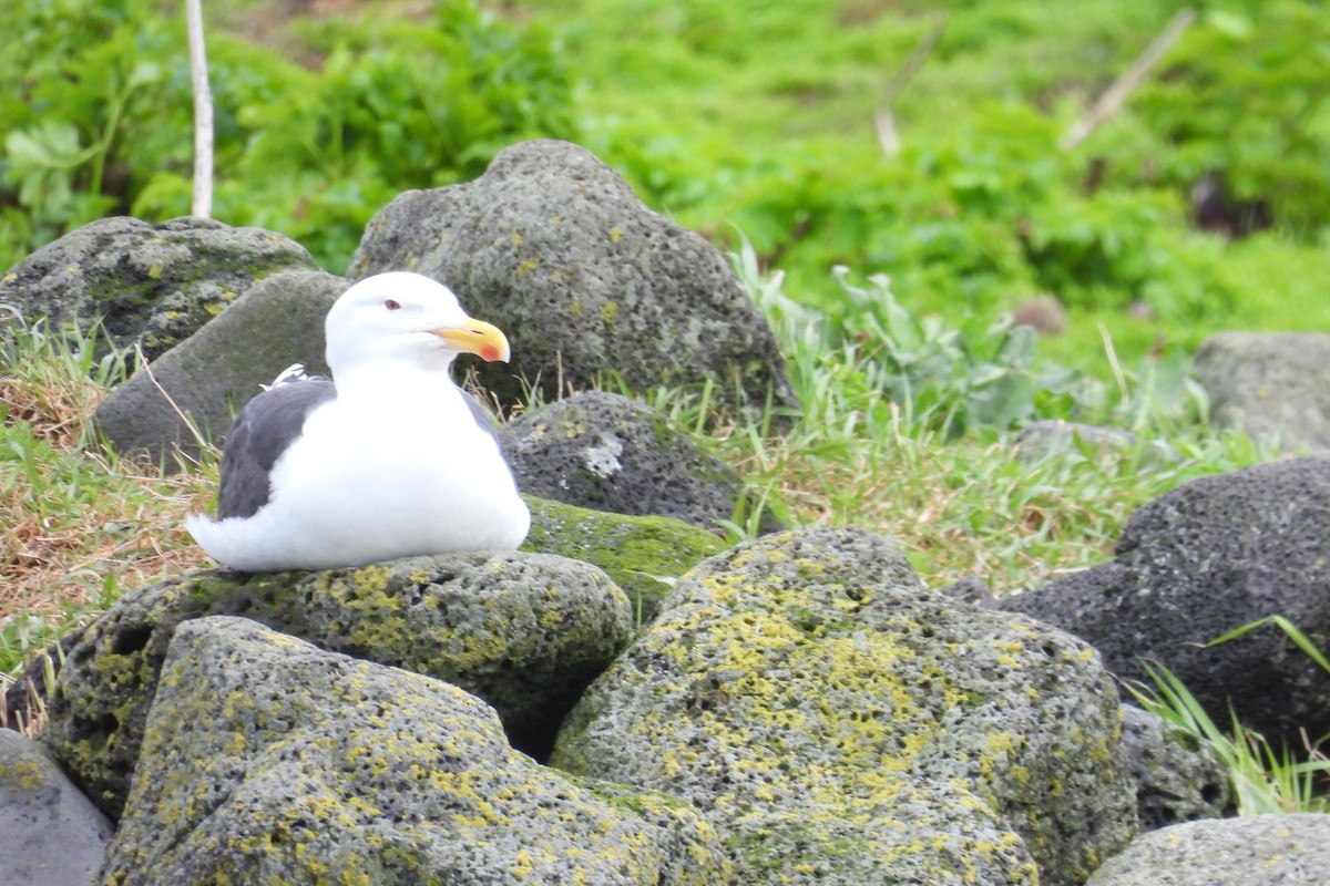 Great Black-backed Gull - ML608896219