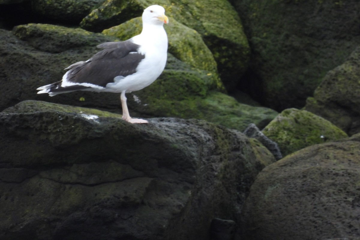 Great Black-backed Gull - ML608896280