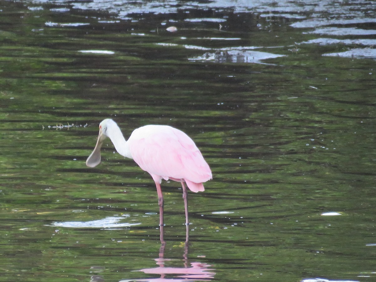 Roseate Spoonbill - ML608896373