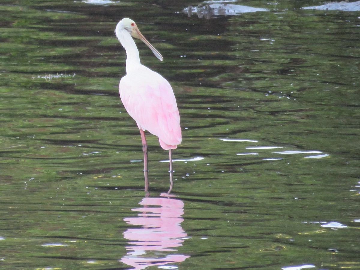 Roseate Spoonbill - ML608896376